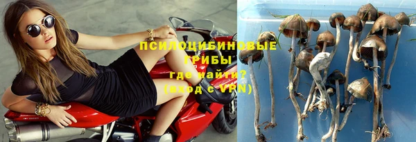 прущие грибы Волоколамск